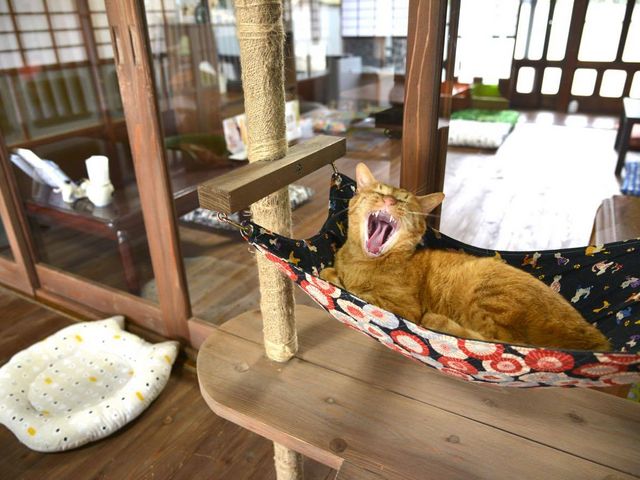 里親募集型保護猫×古民家カフェCafe Gatto