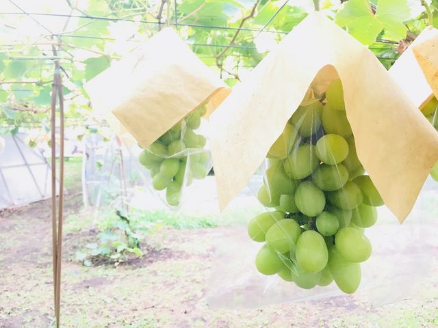 1房ずつ丁寧に生育しております_上金ぶどう園