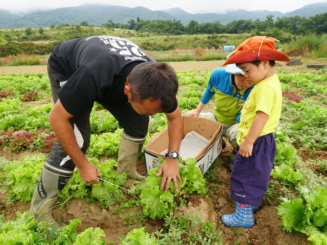 どんな風に野菜って収穫しているの?見たことないから興味津々♪_なべくら高原 ひぐらし農場