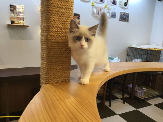 猫カフェcota