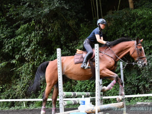 OISO 乗馬 クラブ