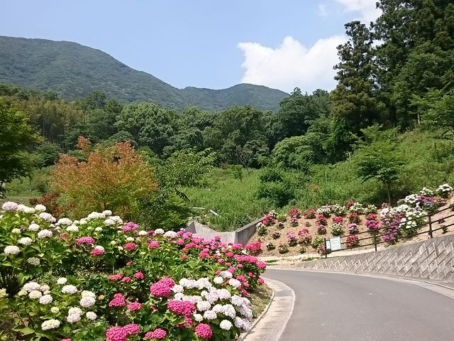 もととりあじさい園
