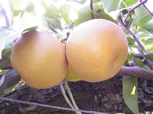 町田梨園