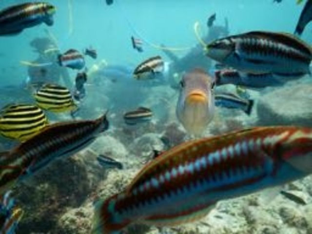 NINZ式根島 SCUBA LIGHT