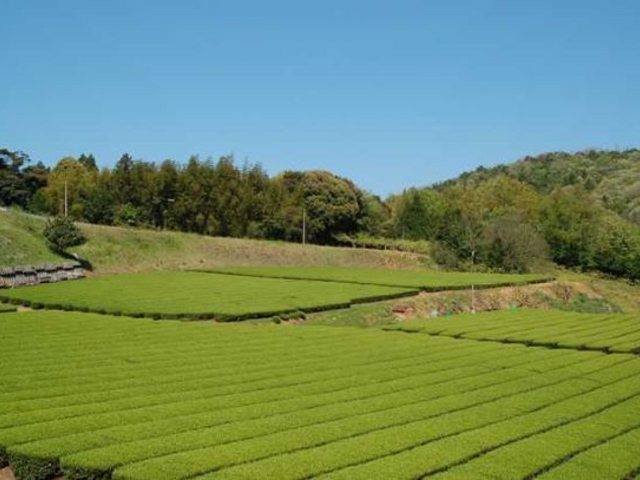 株式会社扇原茶園
