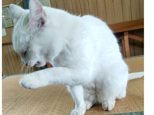 高橋りんご園