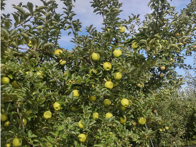 高橋りんご園