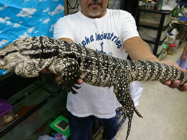 爬虫れぼ