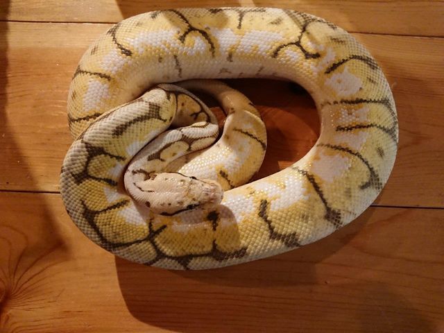 爬虫れぼ