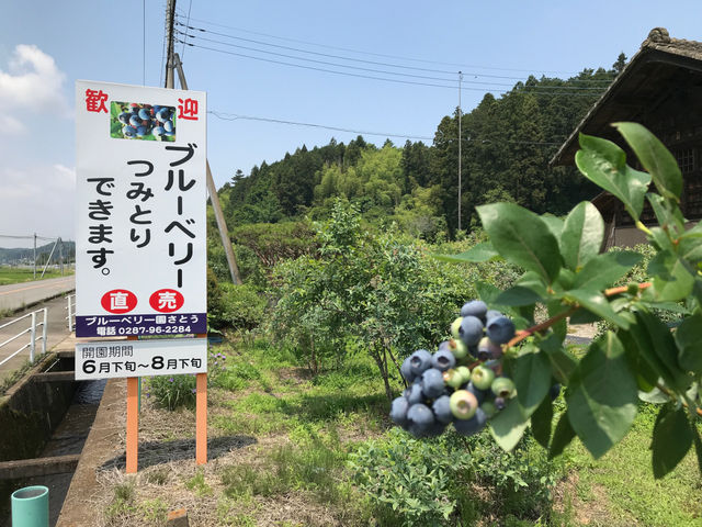 ブルーベリー園さとう