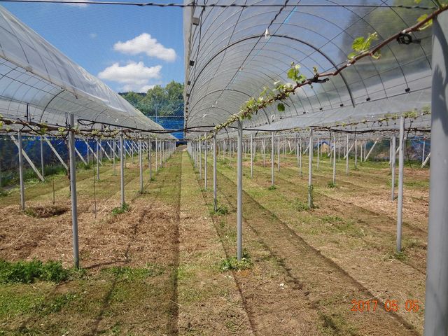 発芽頃の畑で、畑に乗用草刈り機を入れた後です_くろせ農園