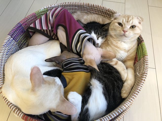 ぎゅうぎゅう猫団子!_猫カフェ 猫の屋おでん