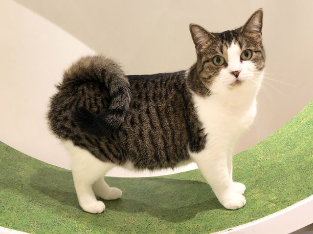 やくみちゃん(マンチカン)_猫カフェ 猫の屋おでん