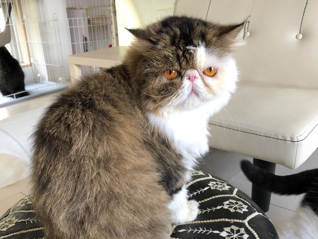 さつま(エキゾチックロングヘア)_猫カフェ 猫の屋おでん