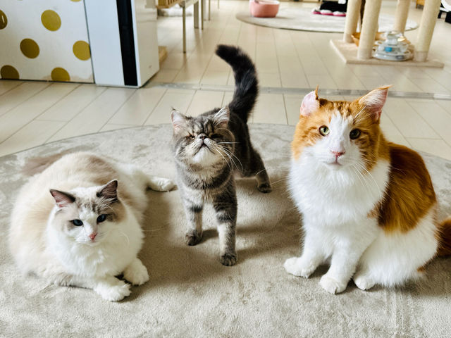 「猫カフェ 猫の屋おでん」の猫たちの大半は何らかの理由があって保護した経緯のある「元保護猫」。彼らのヒストリーにも触れつつ、広く明るい店内でおくつろぎください。_猫カフェ 猫の屋おでん