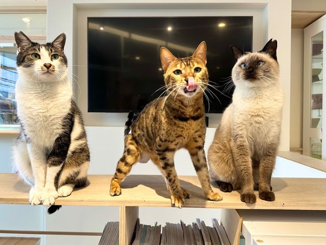(左)まると、(右)エリンは、元野良猫。TNRを経て家族になりました。_猫カフェ 猫の屋おでん