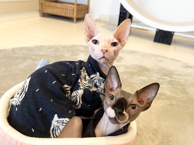 (上)なると(下)ごぼ/スフィンクスの兄弟で、弟の「ごぼ」はお兄ちゃんが大好き!_猫カフェ 猫の屋おでん