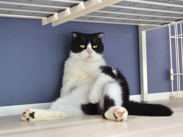 だんご(スコティッシュフォールド)/繁殖引退猫として受け入れ。スコ特有の四肢の痛みが出始めているのでダイエット中です。_猫カフェ 猫の屋おでん