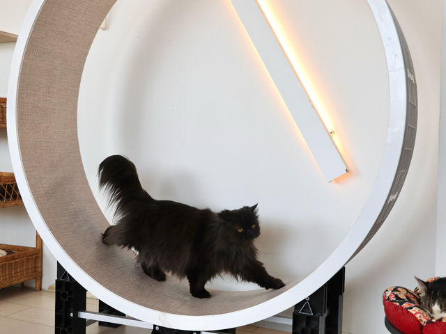 日中、タイミングが良ければキャットホイールで遊ぶ様子も見られますよ!_猫カフェ 猫の屋おでん