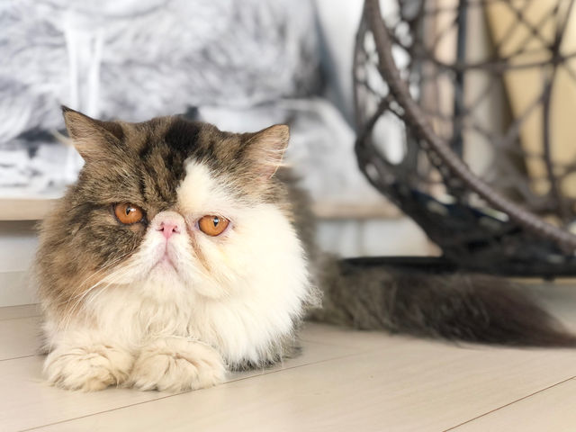 ほとんど寝ているので、レアキャラになりつつある、さつま。_猫カフェ 猫の屋おでん