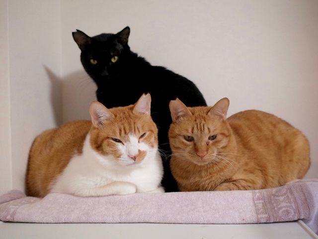 保護猫カフェCatio