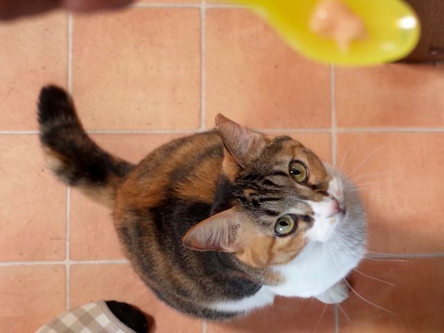 保護猫カフェCatio