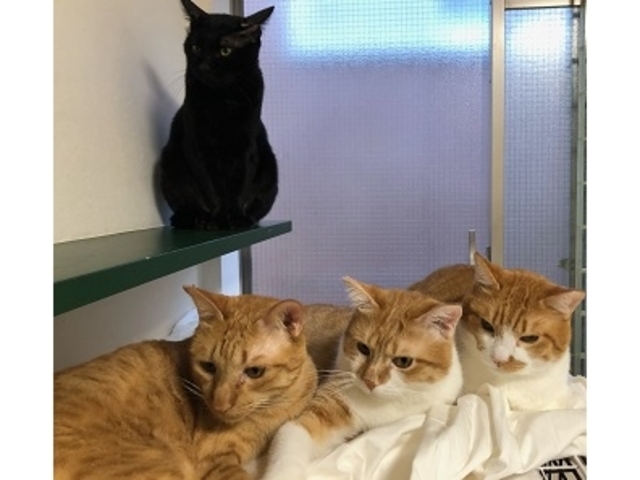 保護猫カフェCatio