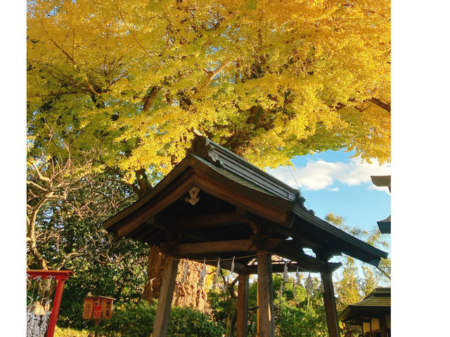 四季折々紅葉も素晴らしいです_ミラクルミホの鎌倉散歩ツアー