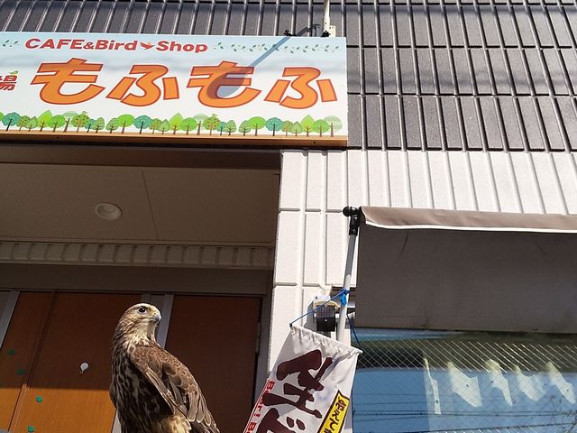 鳥の遊び場 もふもふ