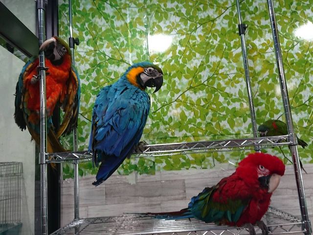 鳥の遊び場 もふもふ