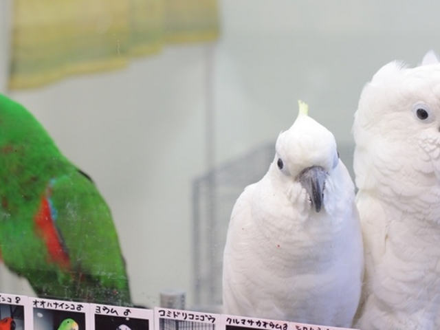 鳥の遊び場 もふもふ