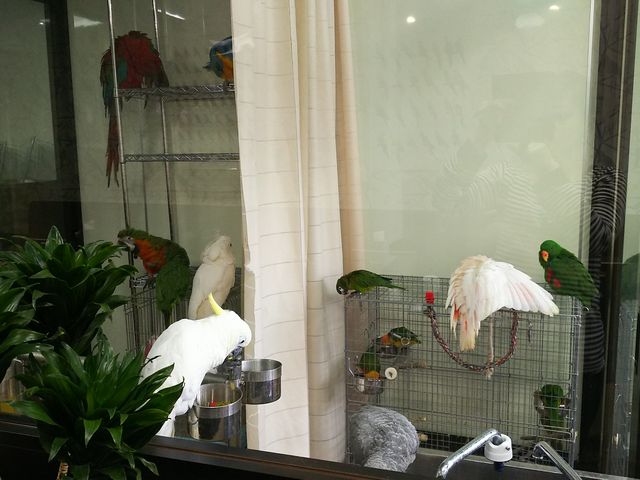 鳥の遊び場 もふもふ