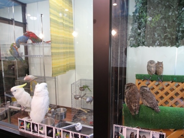 鳥の遊び場 もふもふ