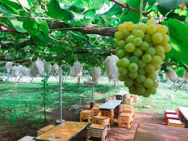 日によっては他の品種の試食もできるかも・・・!_立花園