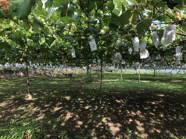 広い園内でのんびりおくつろぎください♪_立花園