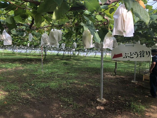 食べ放題だけじゃなく、摘み取った分の量り売りもやっております。_立花園