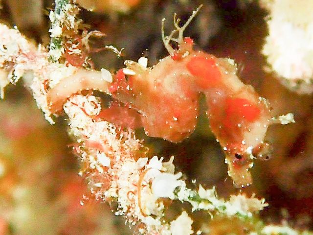 沖縄のナイトダイビングでたくさんの生物が見られます_フリースタイル沖縄ダイビング