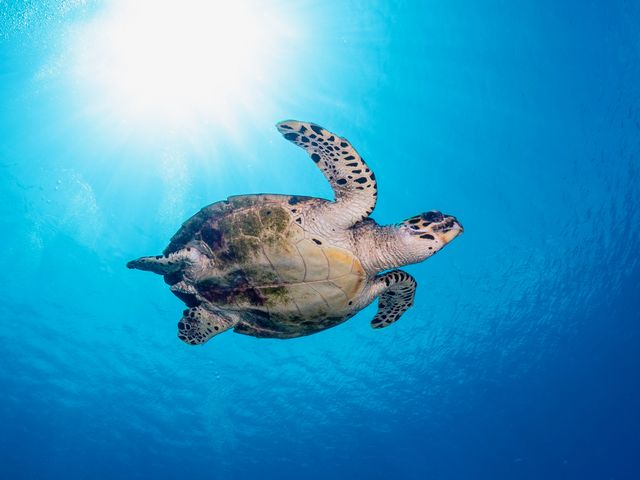 沖縄の海は亀パラダイス_フリースタイル沖縄ダイビング