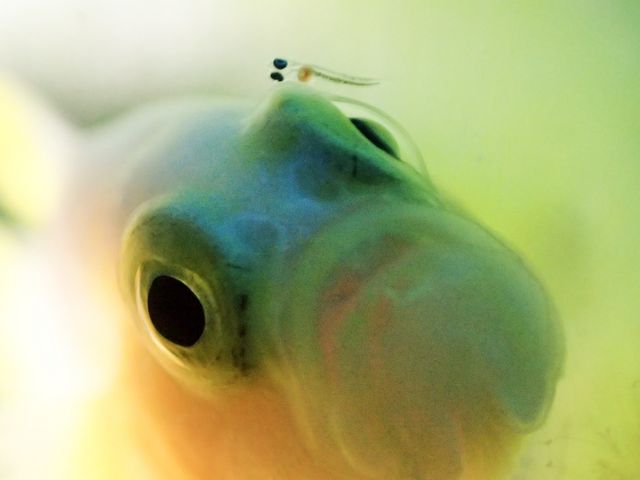 ナカモトイロワケハゼのハッチアウト撮影に成功!親子でハイ!_フリースタイル沖縄ダイビング