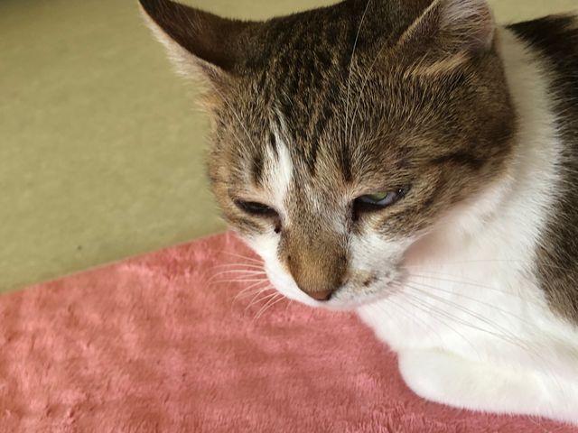 保護猫ふれあいハウス かぎしっぽ