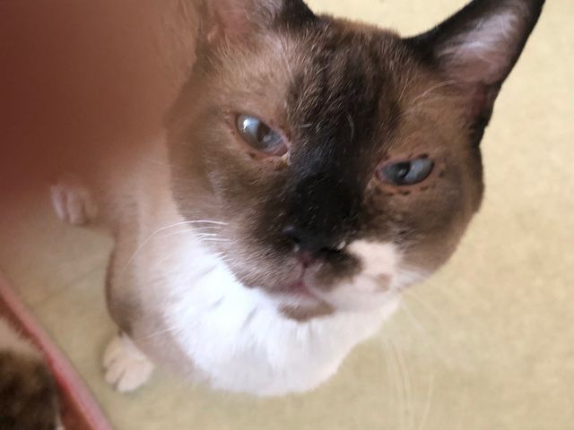 保護猫ふれあいハウス かぎしっぽ