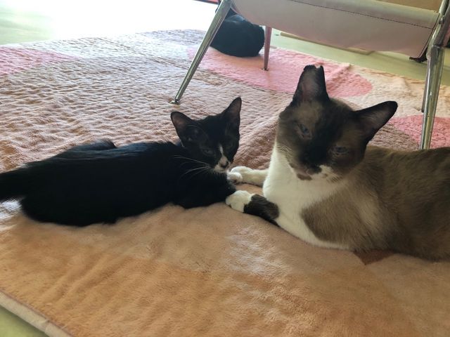 保護猫ふれあいハウス かぎしっぽ