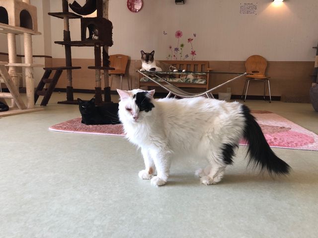保護猫ふれあいハウス かぎしっぽ