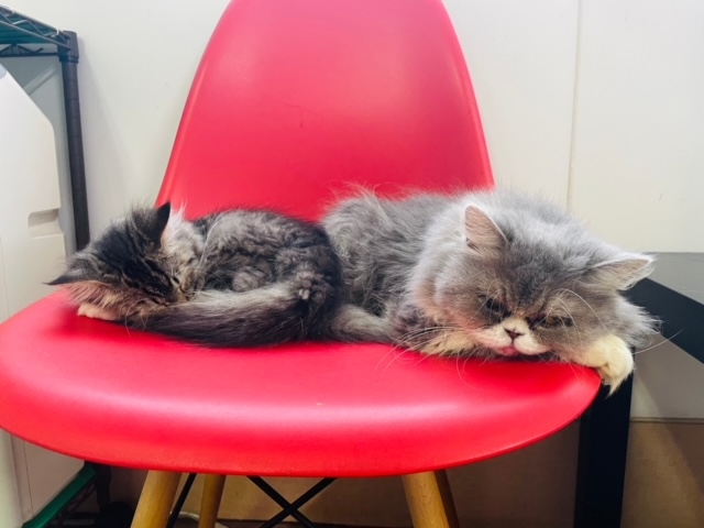 猫の部屋