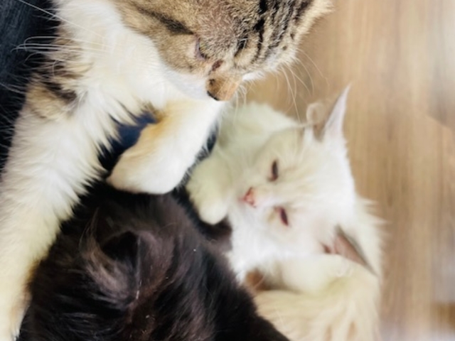 猫の部屋