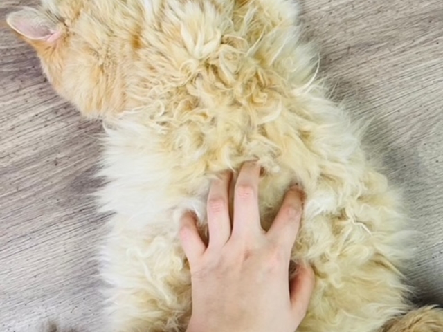 猫の部屋