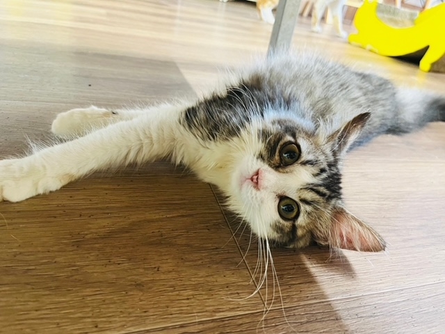 猫の部屋