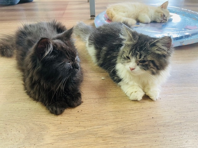 猫の部屋