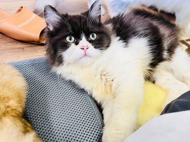 猫の部屋