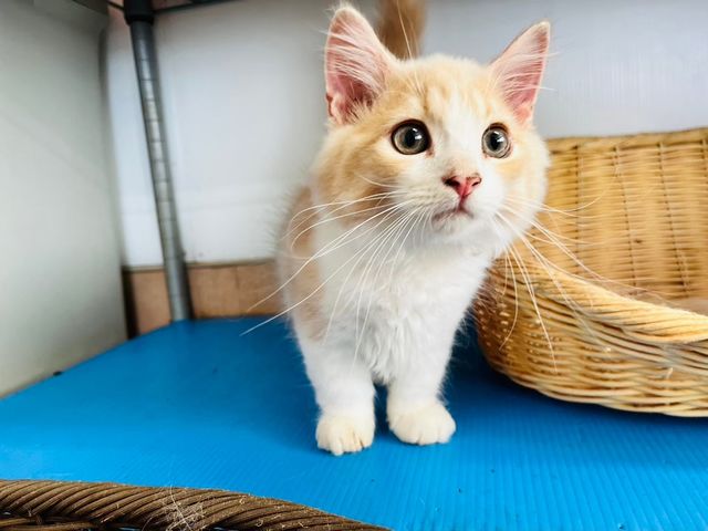 猫の部屋